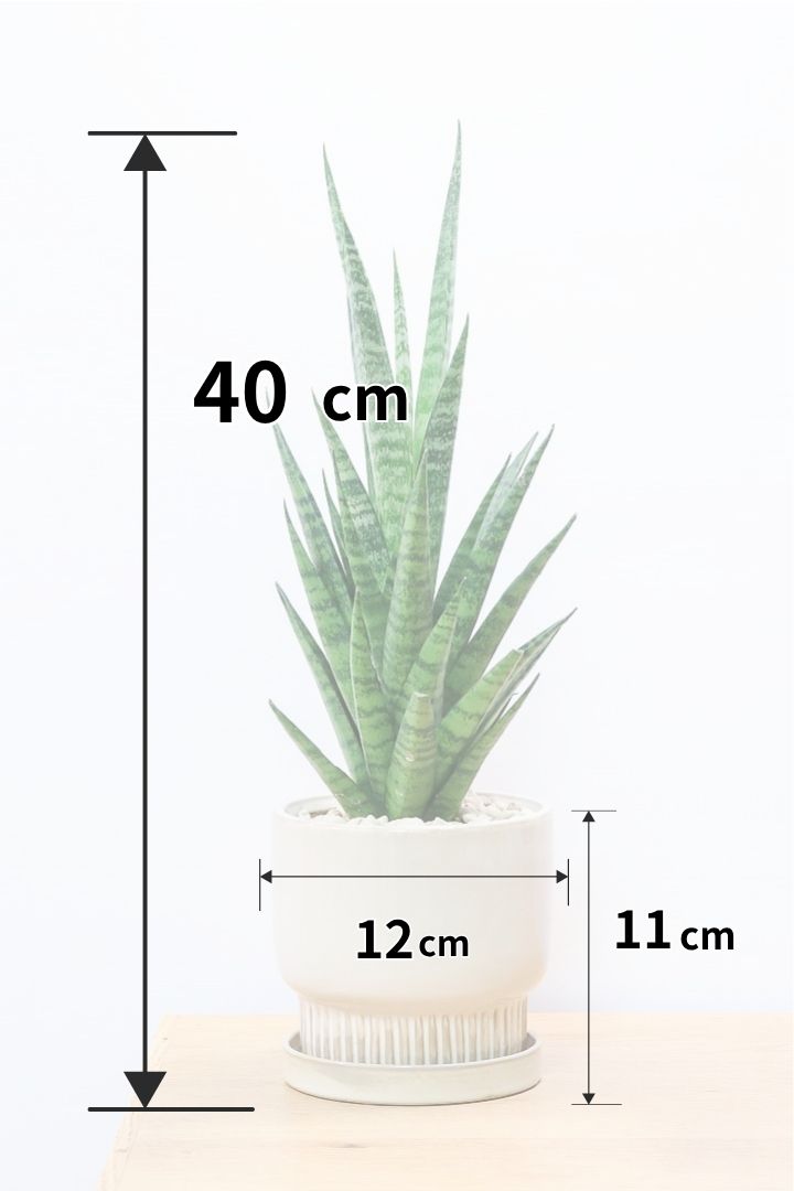 【サンスベリア パゴダ】高さ40cmのスリムタイプ！タイトなシルエットなので場所選ばず楽しめますよ！