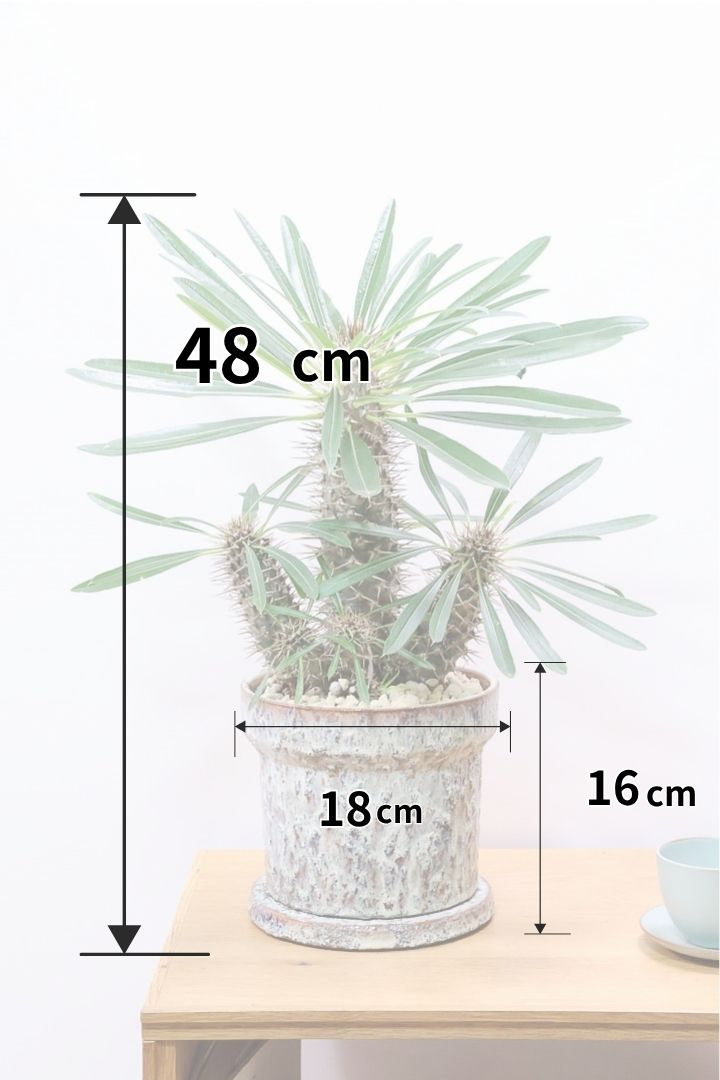 【パキポディウム ラメリー】高さ48センチのBIGサイズ！葉数も多くて立派な個体ですのでオススメ！幹もとても立派です！