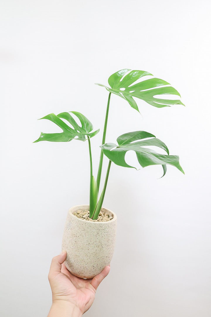 【モンステラ コンパクター】高さ48センチの大き目サイズ！葉の切れ込みも抜群にキレイな個体です！