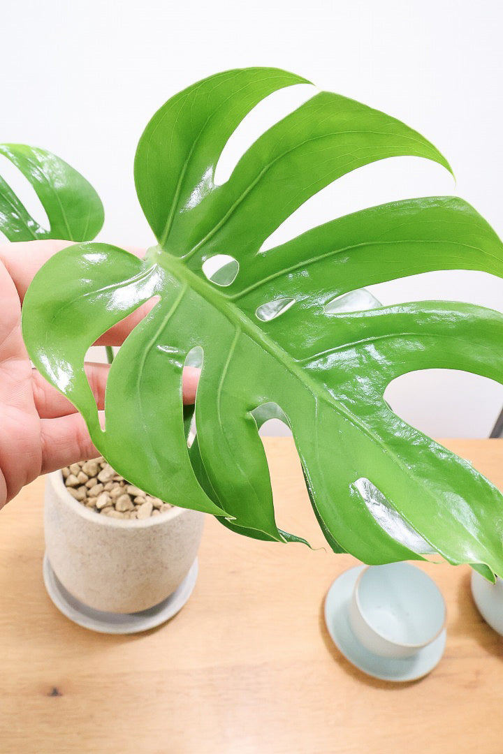 【モンステラ コンパクター】高さ48センチの大き目サイズ！葉の切れ込みも抜群にキレイな個体です！