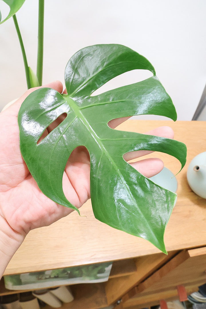 【モンステラ コンパクター】高さ48センチの大き目サイズ！葉の切れ込みも抜群にキレイな個体です！