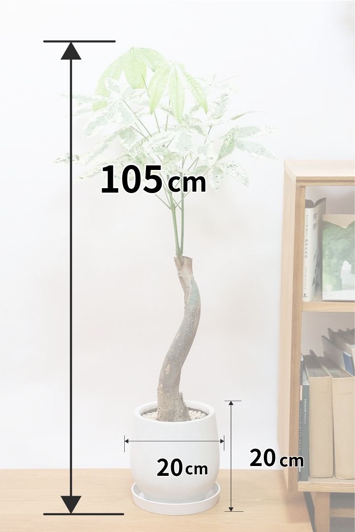 【パキラ ミルキーウェイ】高さ105センチの大き目サイズ！葉色が少し迷彩柄っぽいんです…ちょっと変わった葉色の希少なミルキーウェイ！