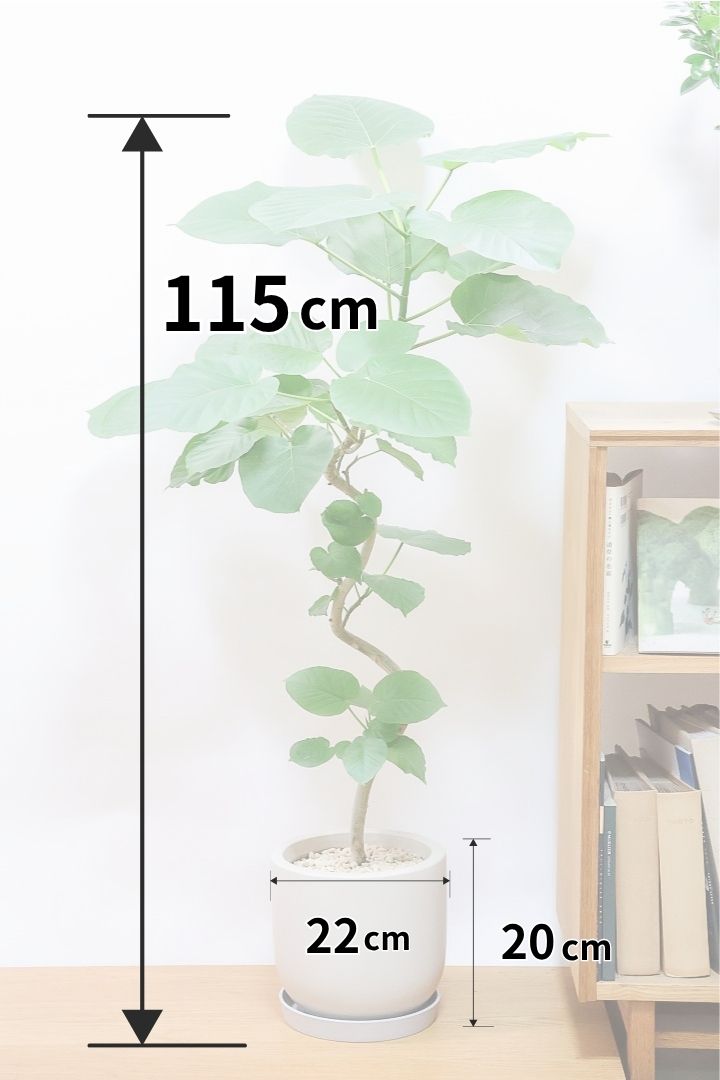 【ウンベラータ】高さ115cmの幹がスタイリッシュにカーブしたタイプ！POTは新作のカワイイフォルムなんです！おすすめですよ！