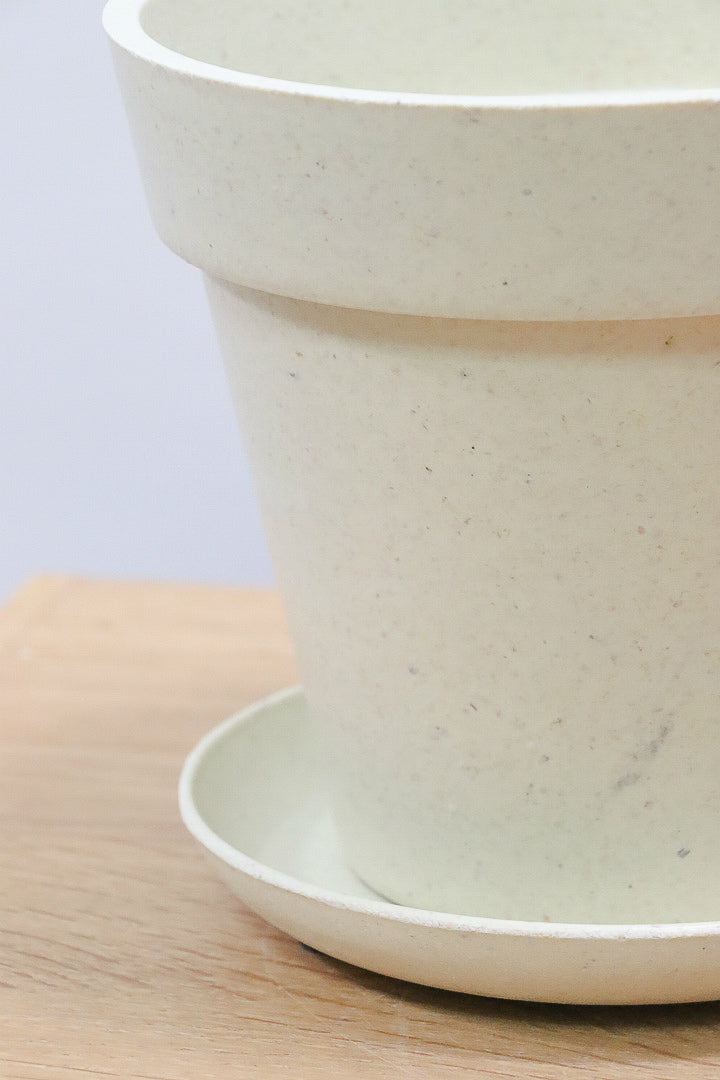 【カラテア シルバープレート】軽量なプラスチックPOT！最高の葉色に仕上がりました！甘い葉色がたまらん！