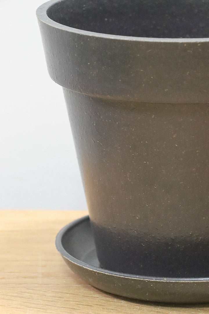 【アポバリス アクミナティッシマ】お手軽なプラスチック鉢！葉色がとても美しく、表面はマッドな質感なので触り心地が良いですよ！