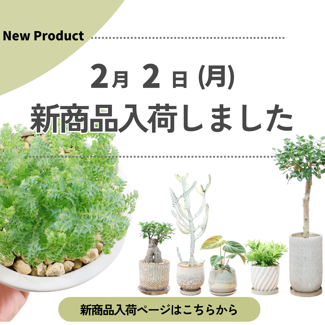 新商品入荷ページの画像