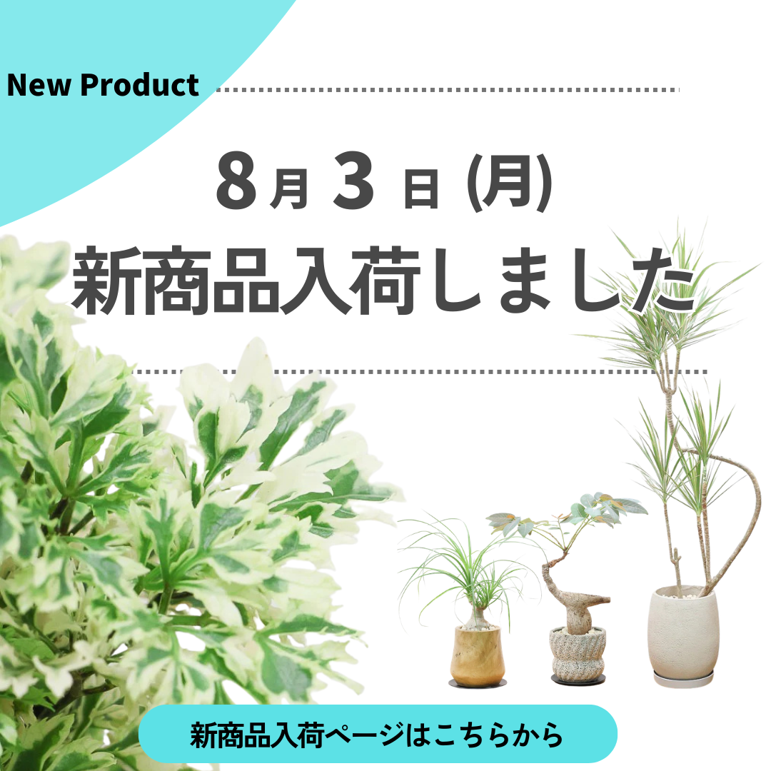 新商品入荷ページの画像