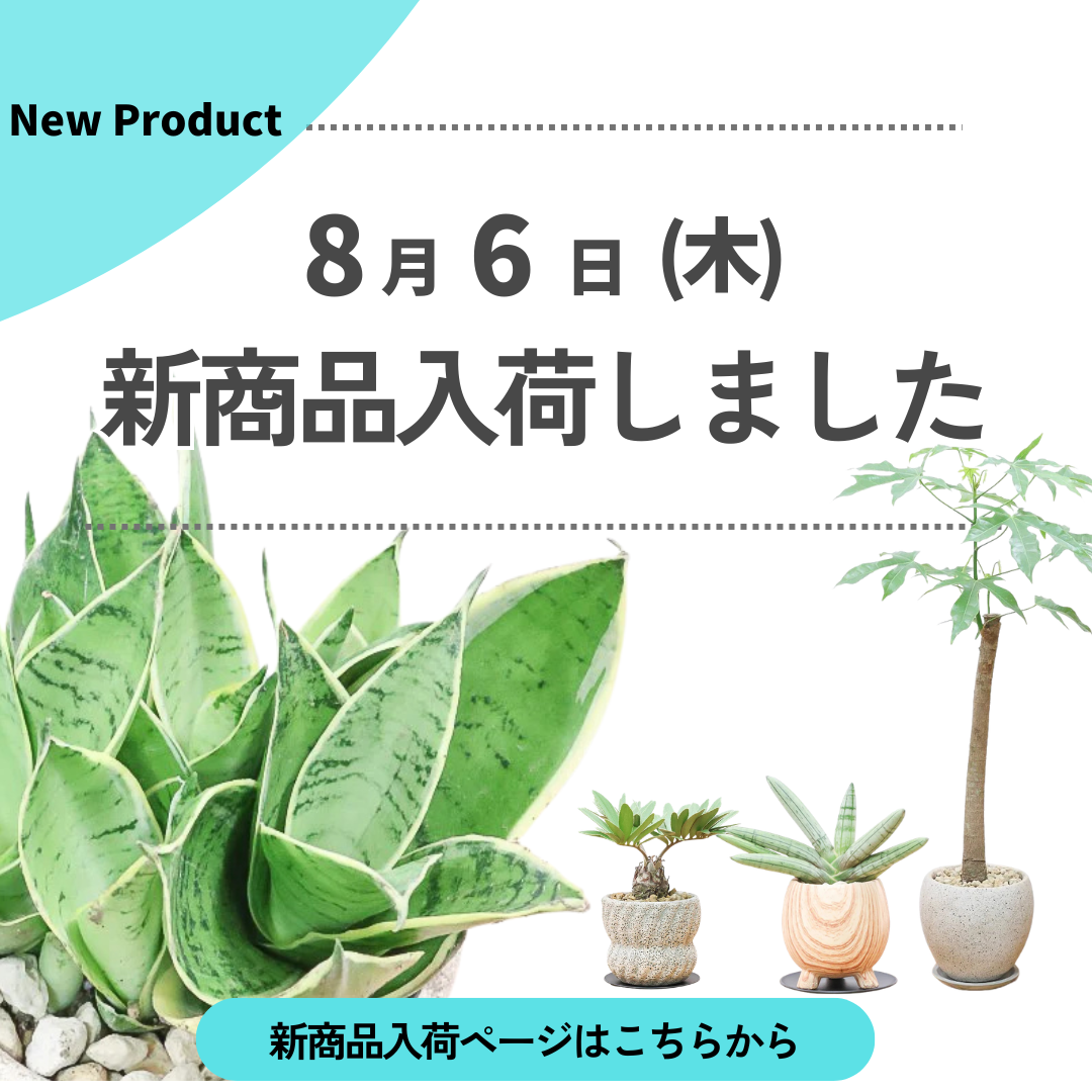 新商品入荷ページの画像