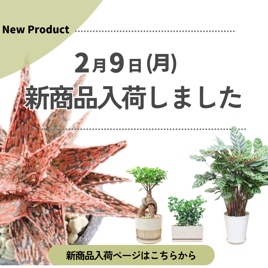 新商品入荷ページの画像