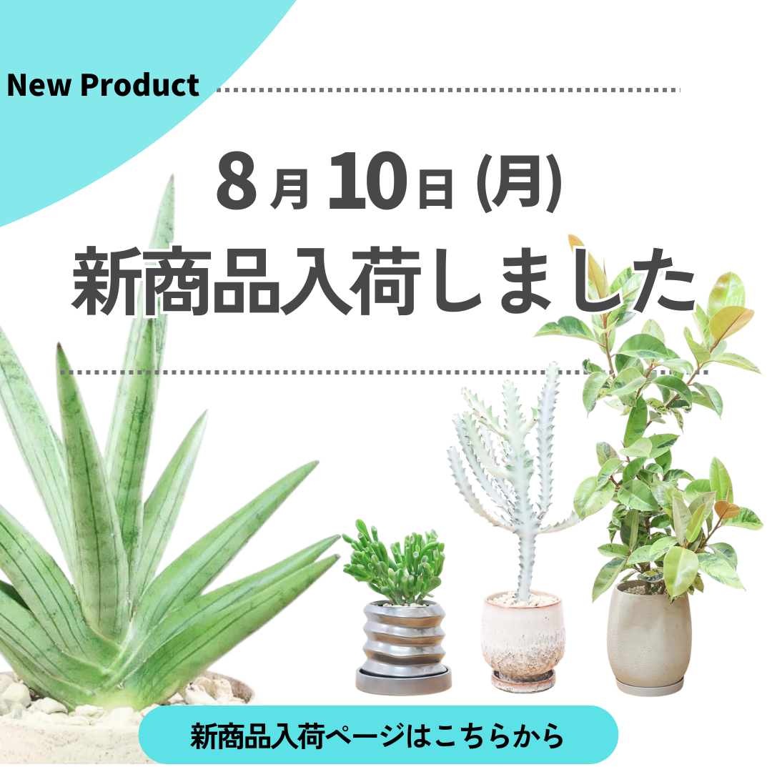 新商品入荷ページの画像