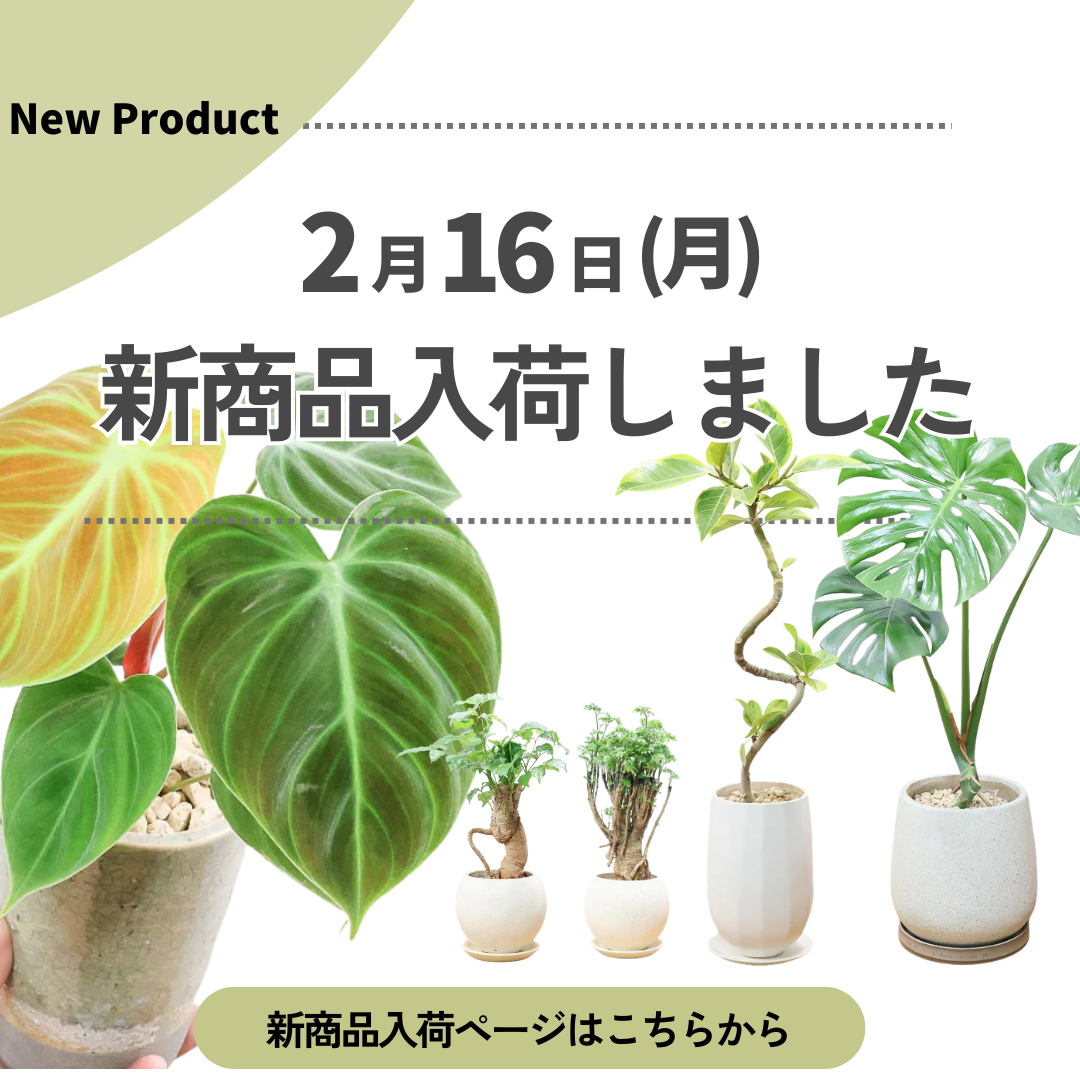 新商品入荷ページの画像