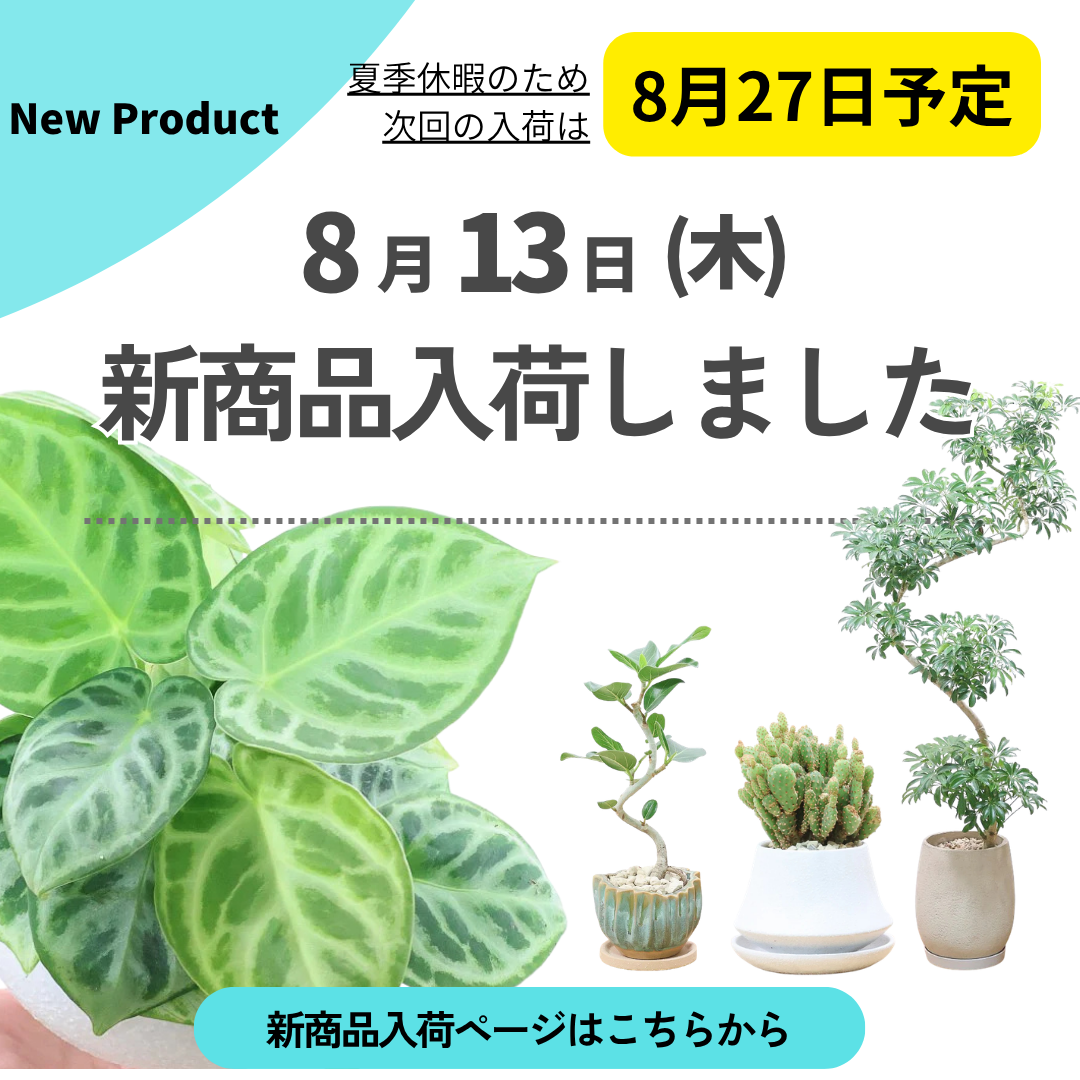 新商品入荷ページの画像