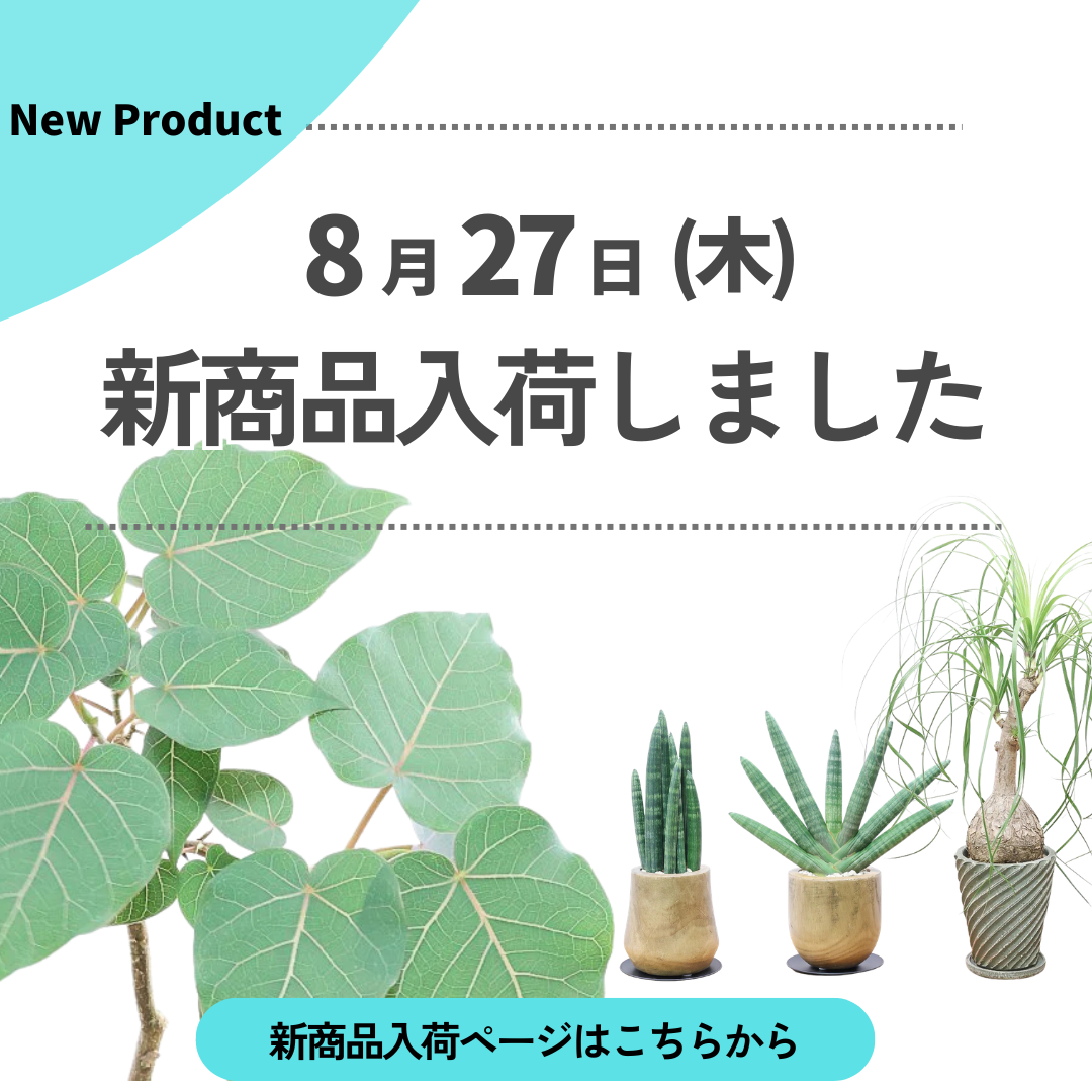 新商品入荷ページの画像