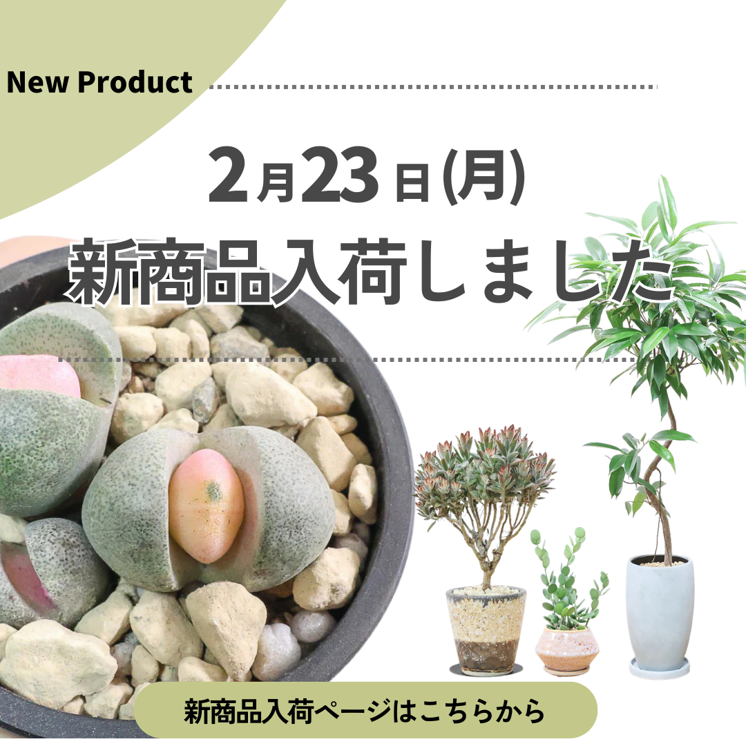 新商品入荷ページの画像