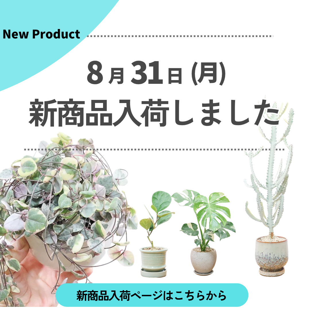 新商品入荷ページの画像