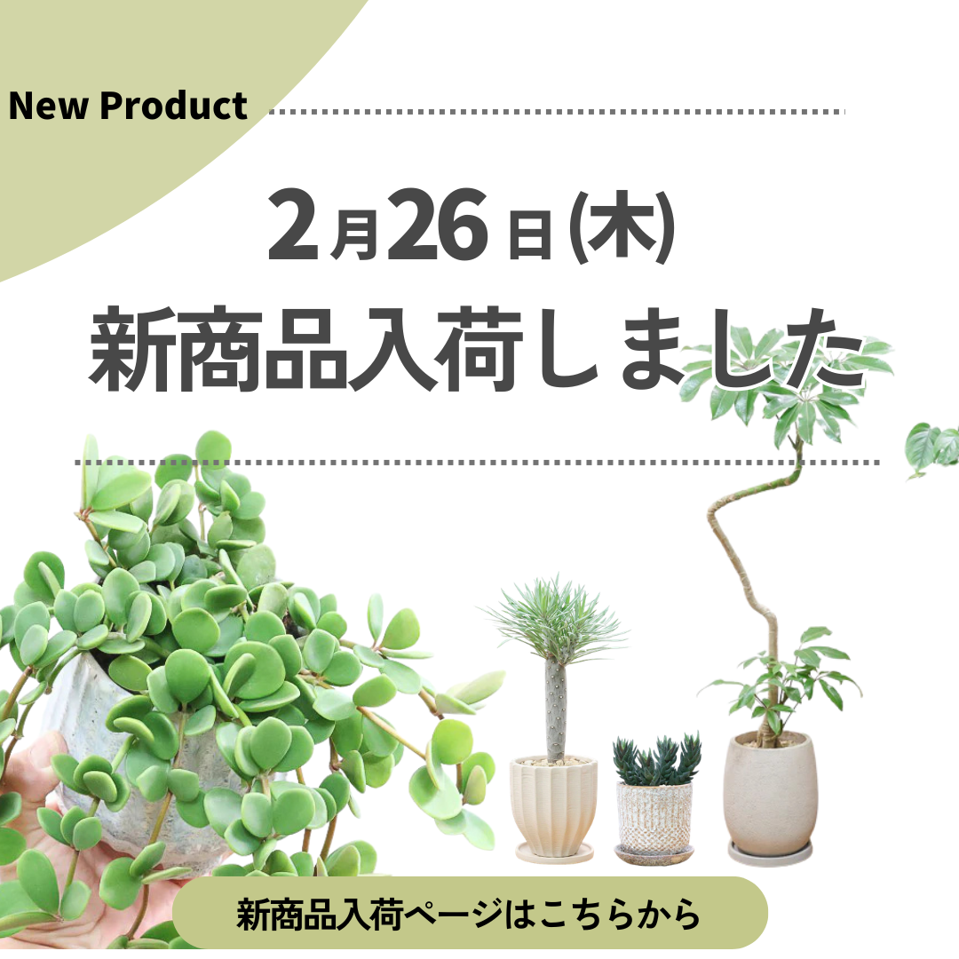 新商品入荷ページの画像