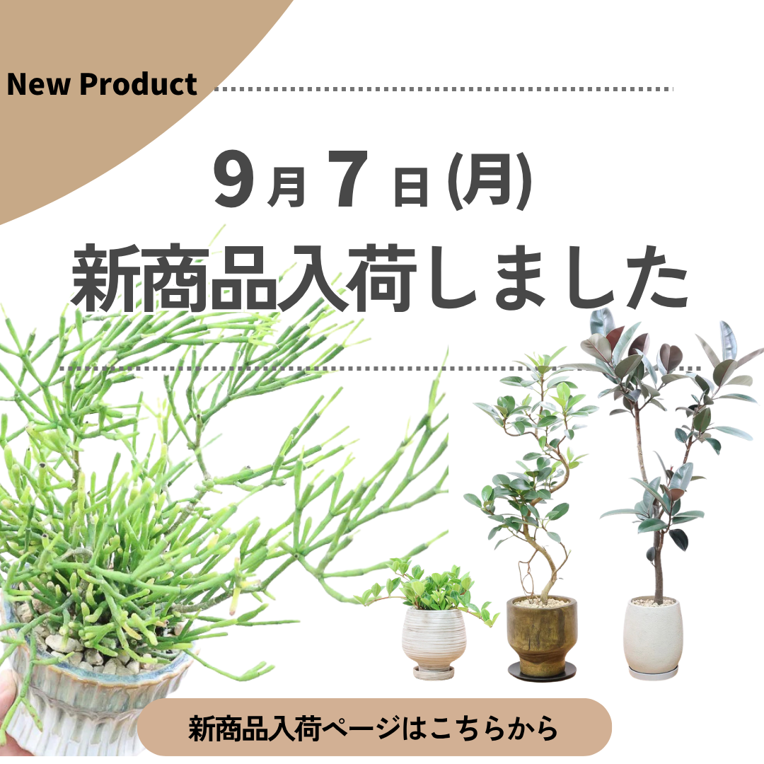 新商品入荷ページの画像