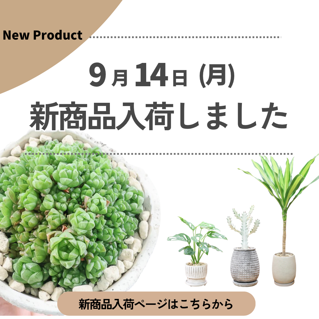 新商品入荷ページの画像