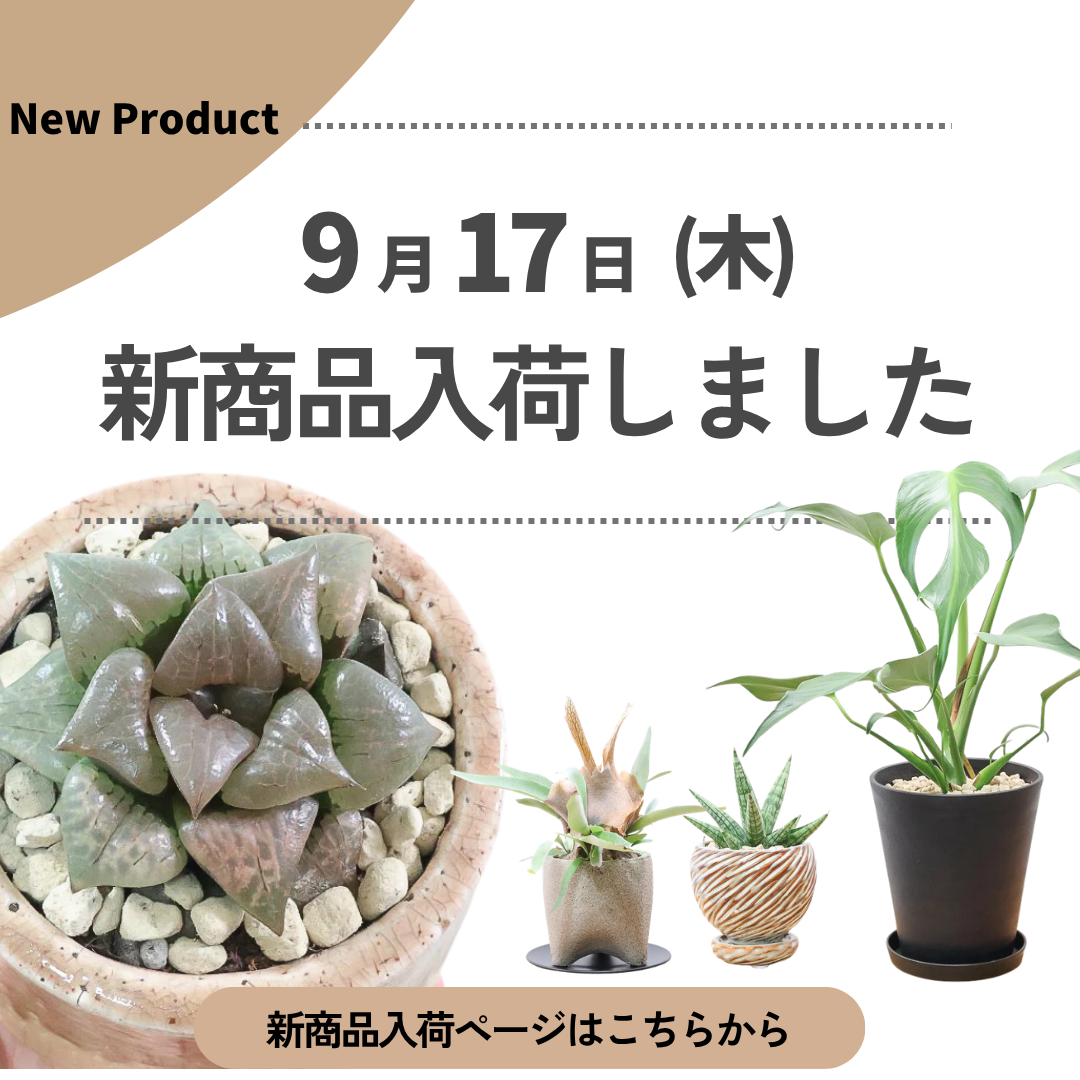 新商品入荷ページの画像