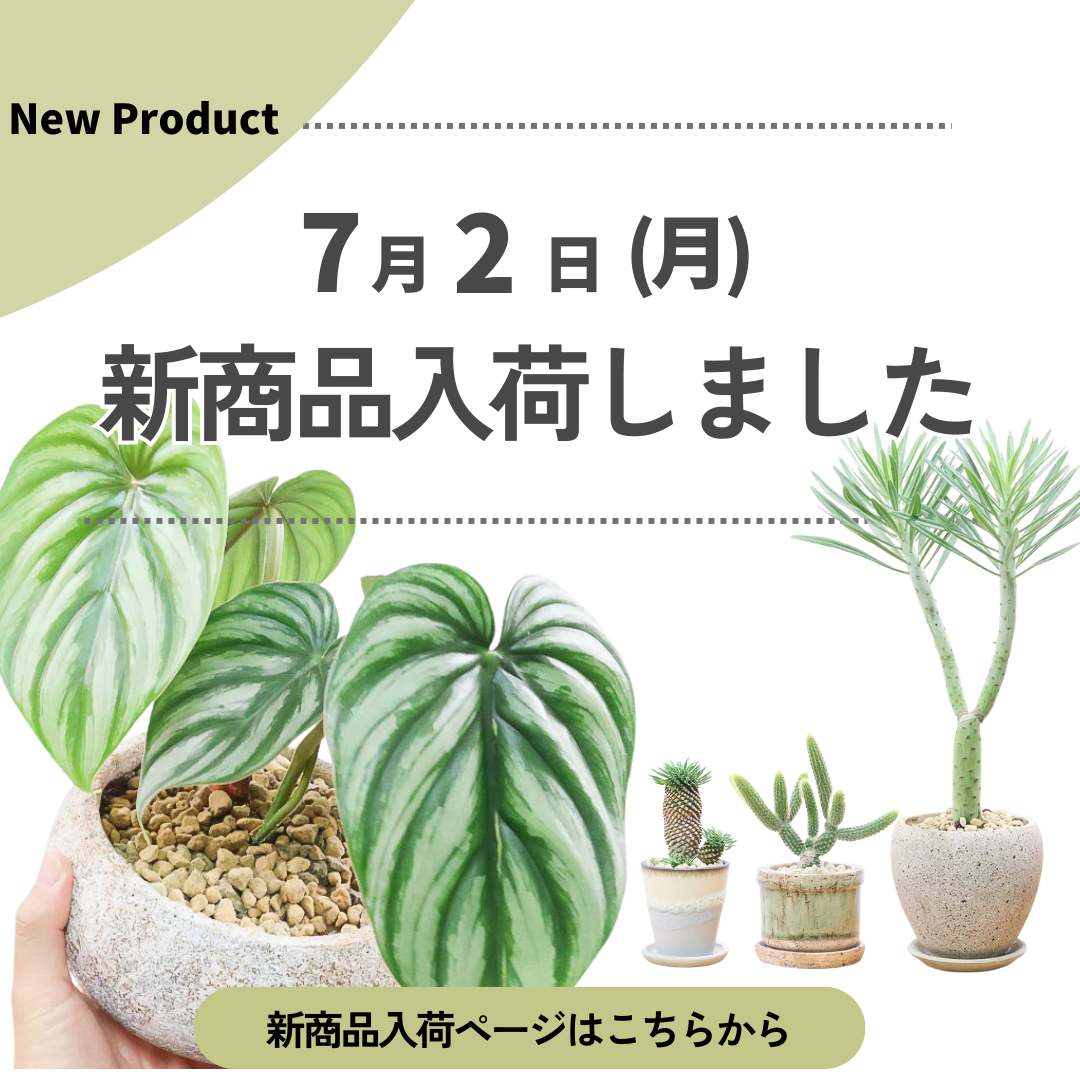新商品入荷ページの画像