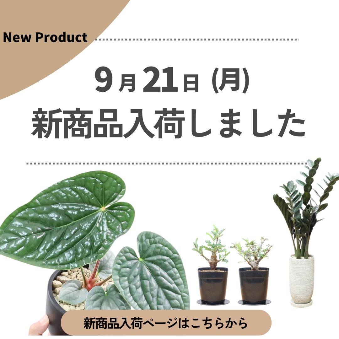 新商品入荷ページの画像