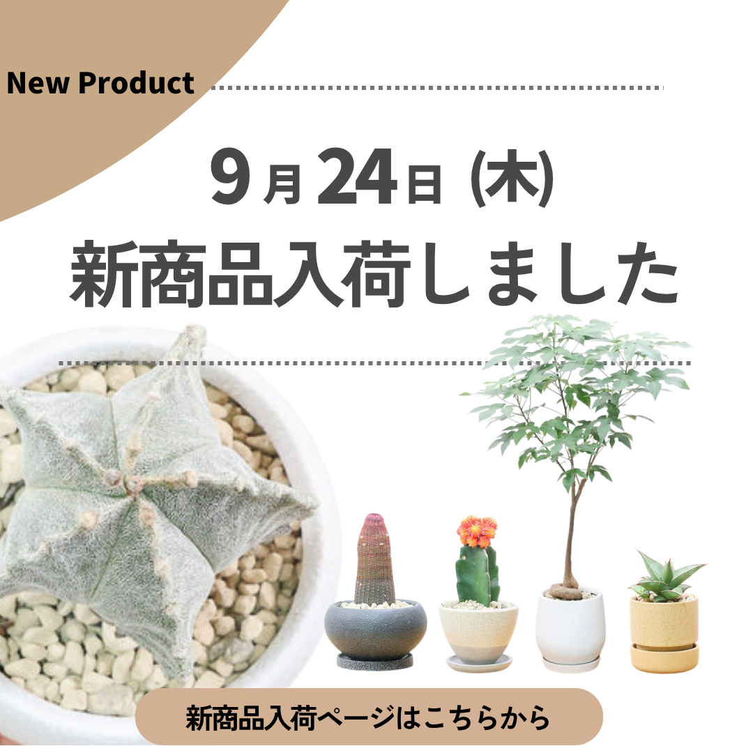 新商品入荷ページの画像