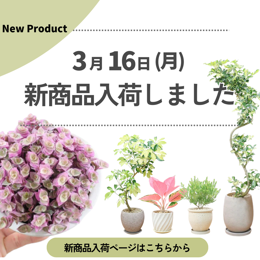 新商品入荷ページの画像