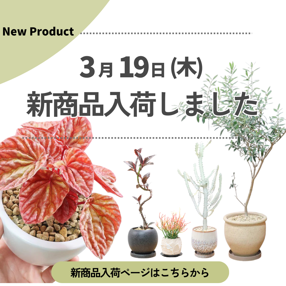 新商品入荷ページの画像