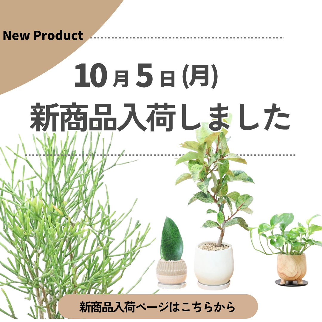 新商品入荷ページの画像