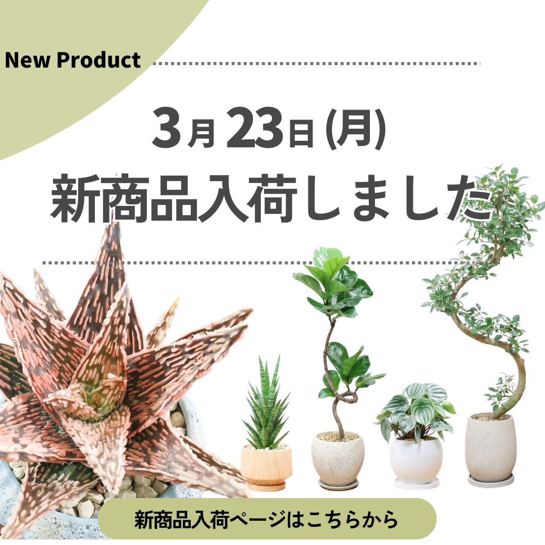 新商品入荷ページの画像