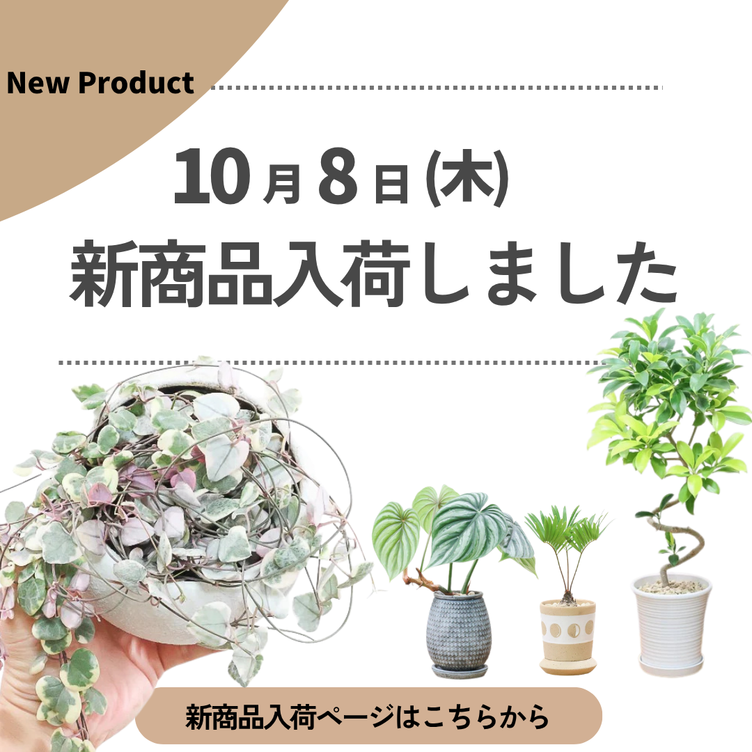新商品入荷ページの画像