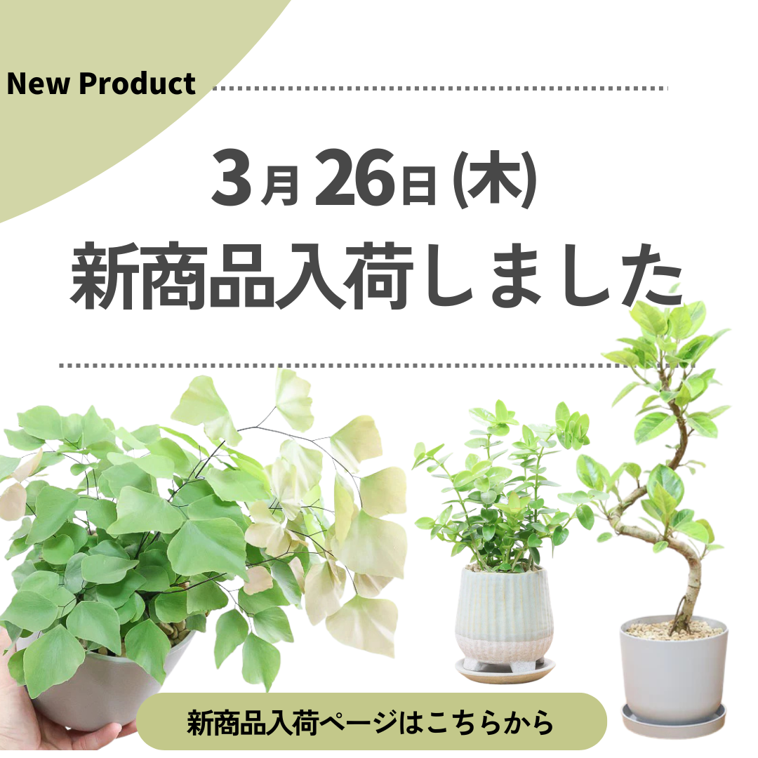 新商品入荷ページの画像