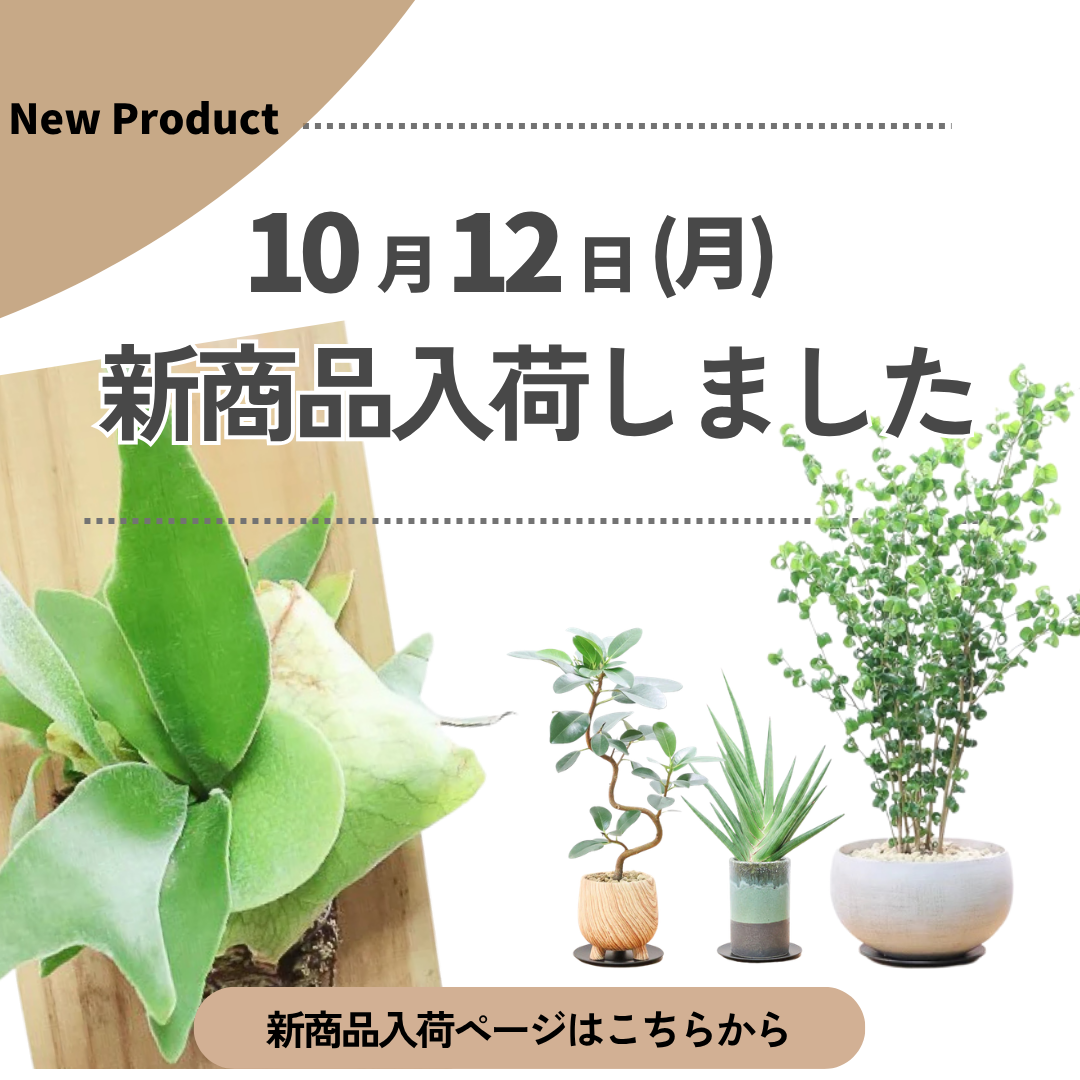 新商品入荷ページの画像