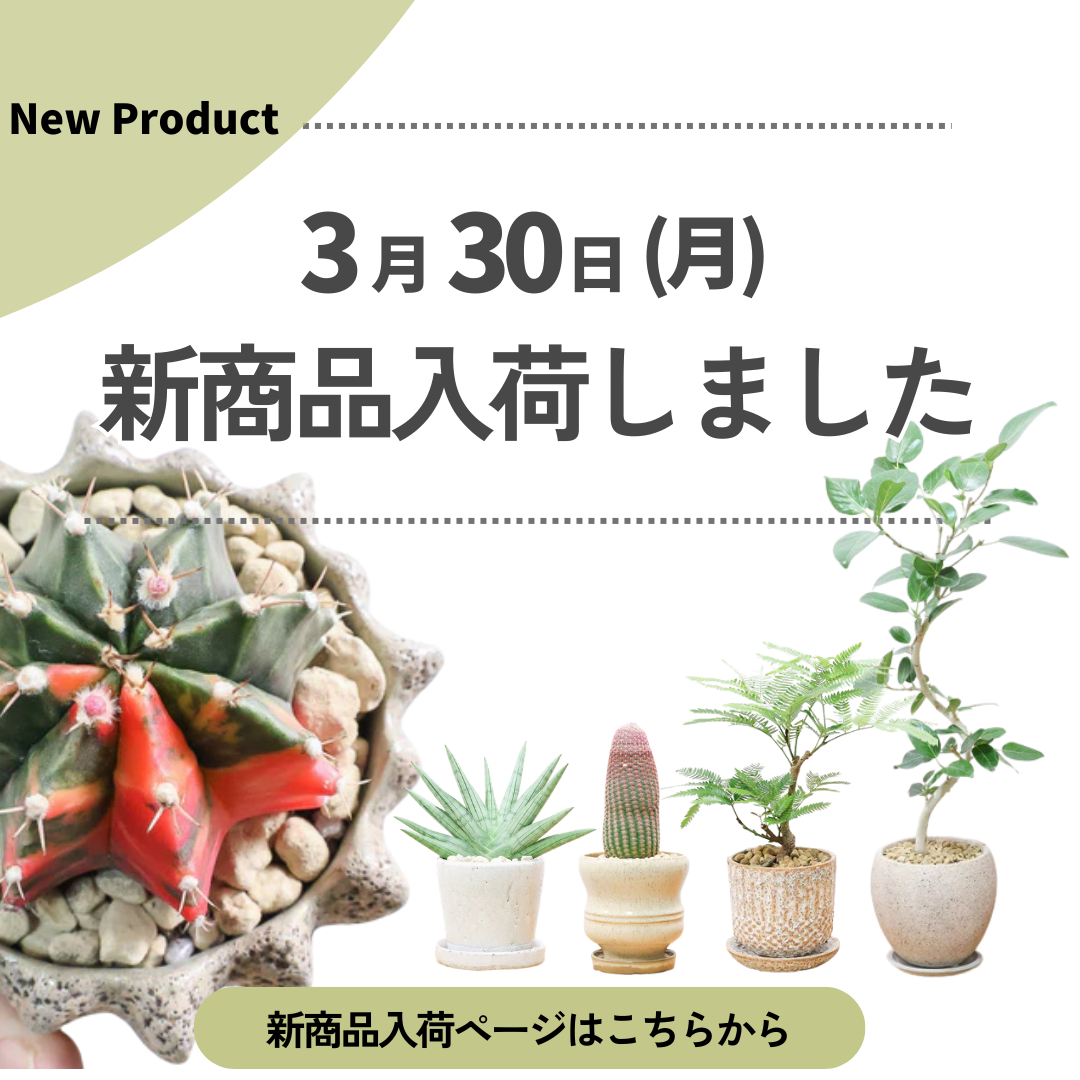 新商品入荷ページの画像