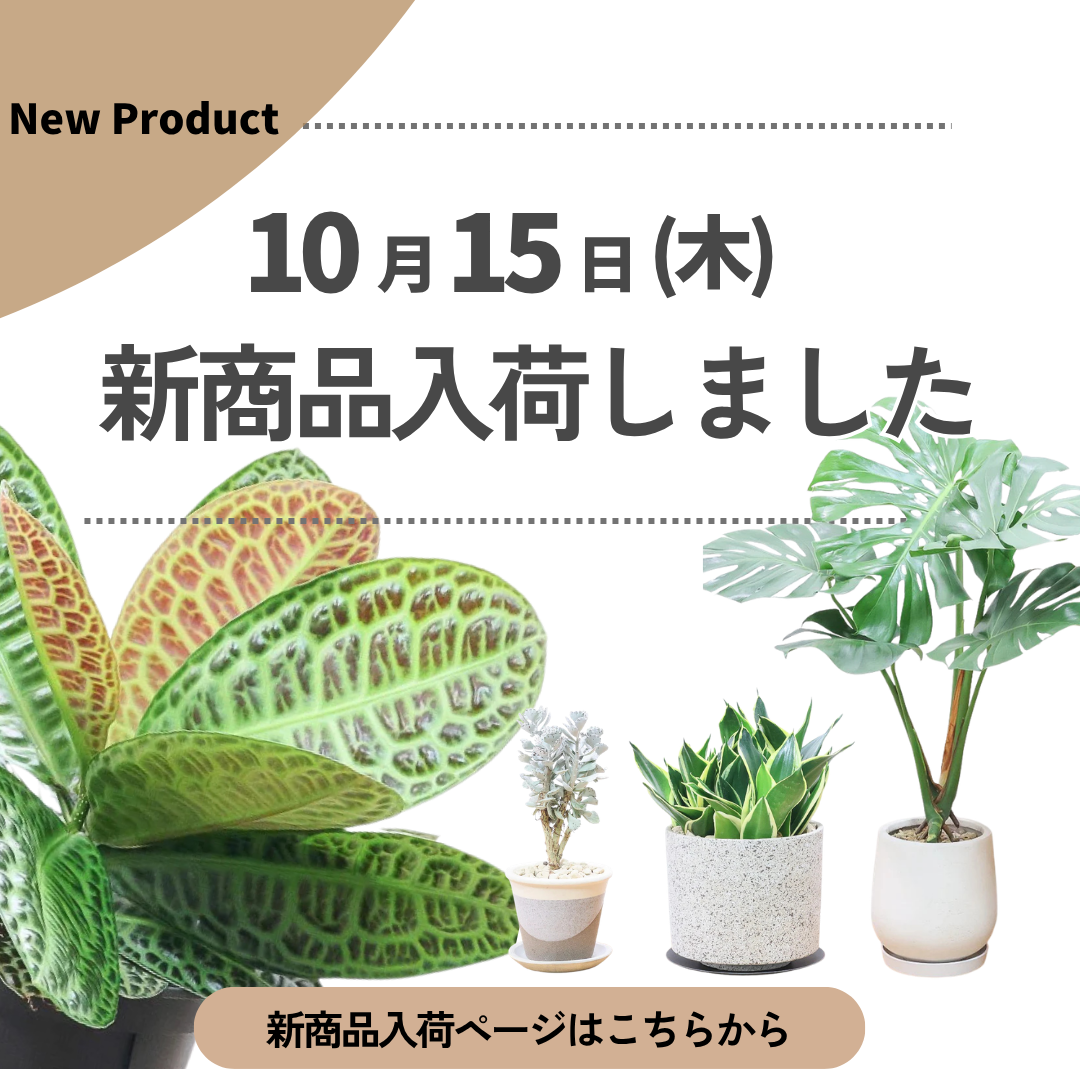 新商品入荷ページの画像