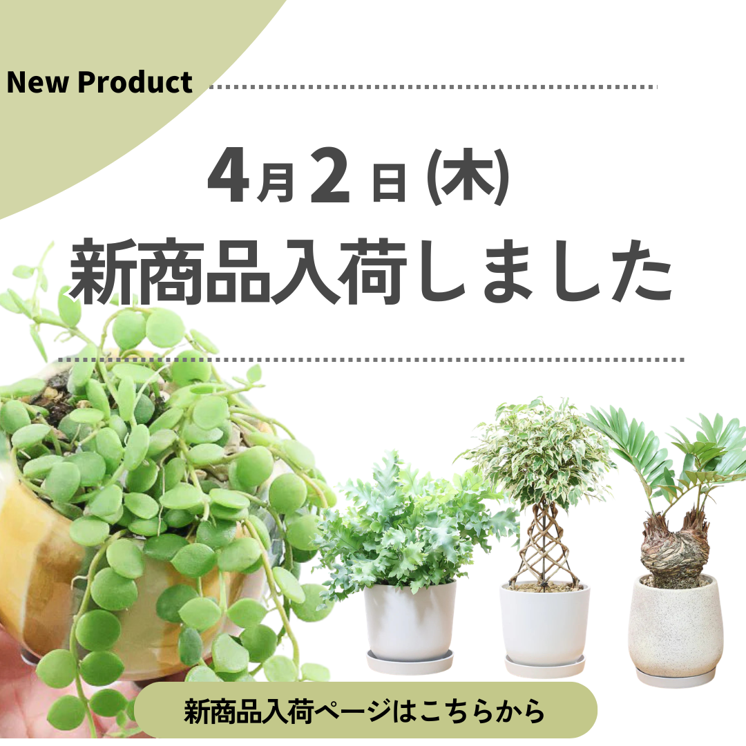 新商品入荷ページの画像