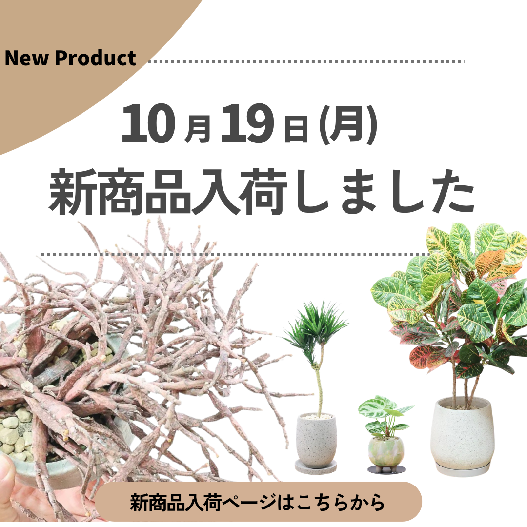 新商品入荷ページの画像