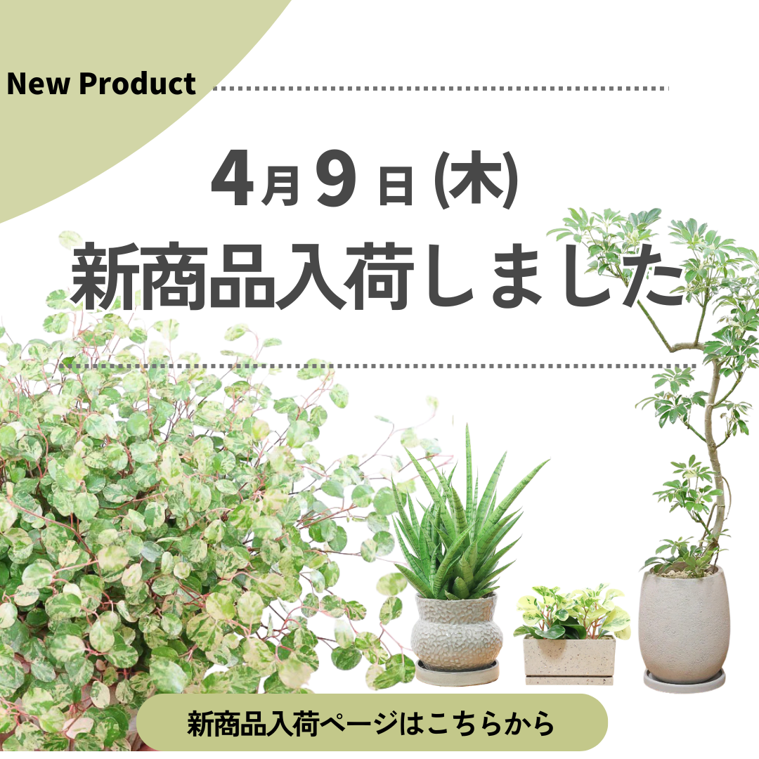 新商品入荷ページの画像