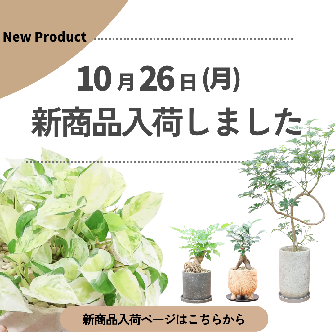 新商品入荷ページの画像