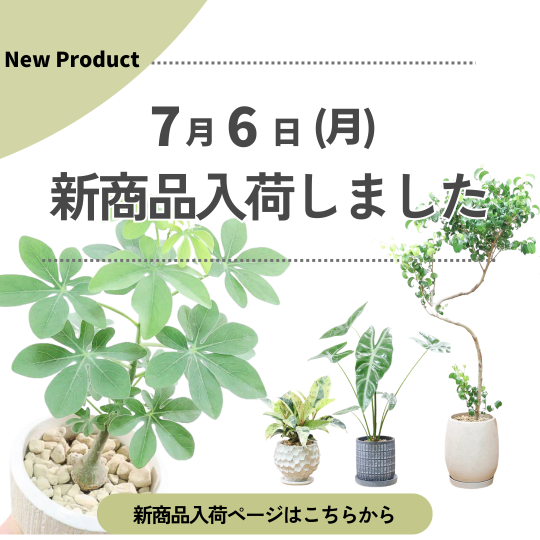 新商品入荷ページの画像