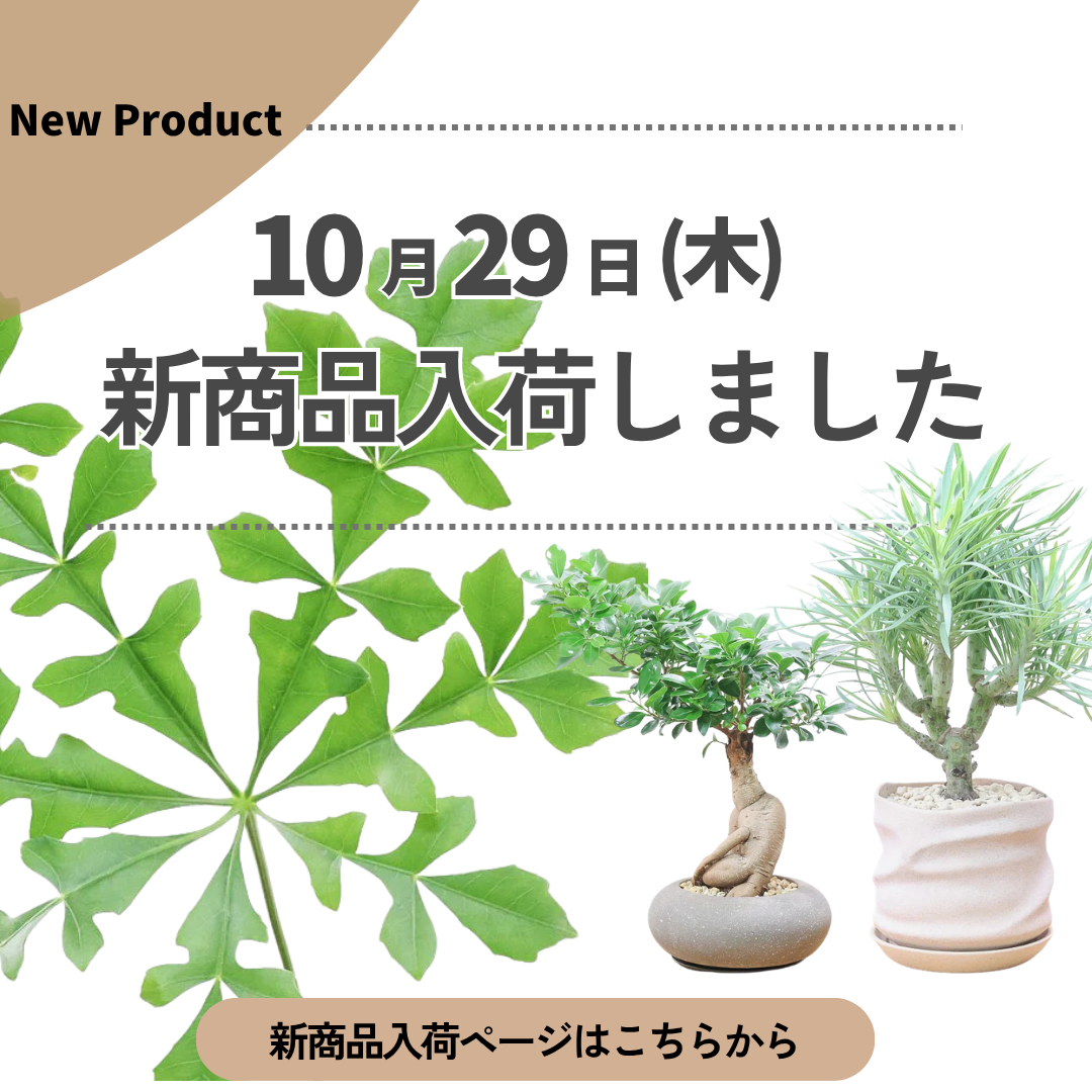 新商品入荷ページの画像