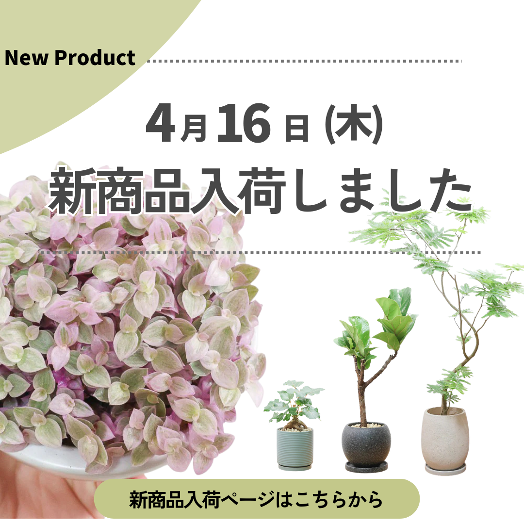 新商品入荷ページの画像