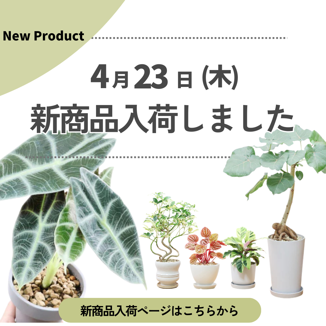 新商品入荷ページの画像