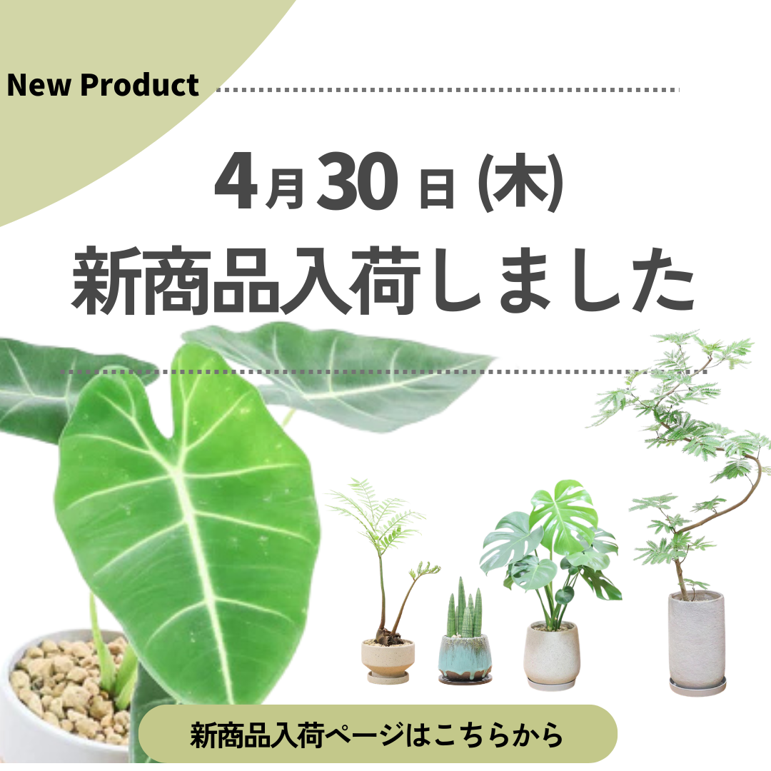 新商品入荷ページの画像