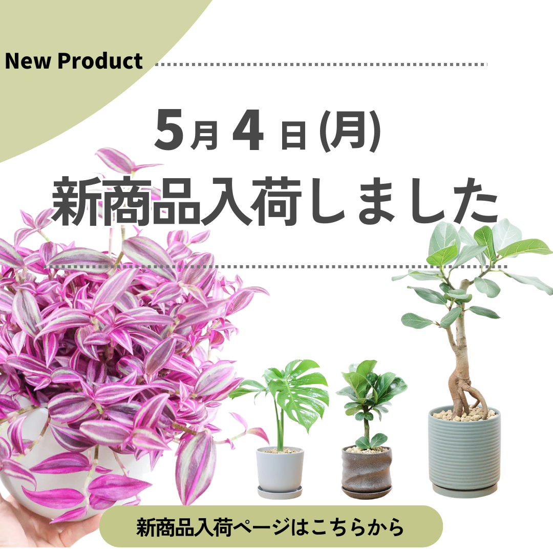 新商品入荷ページの画像