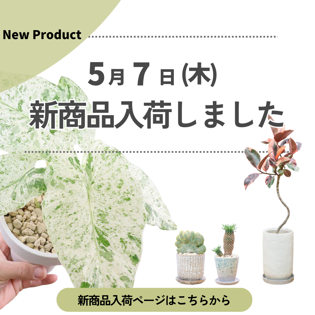 新商品入荷ページの画像