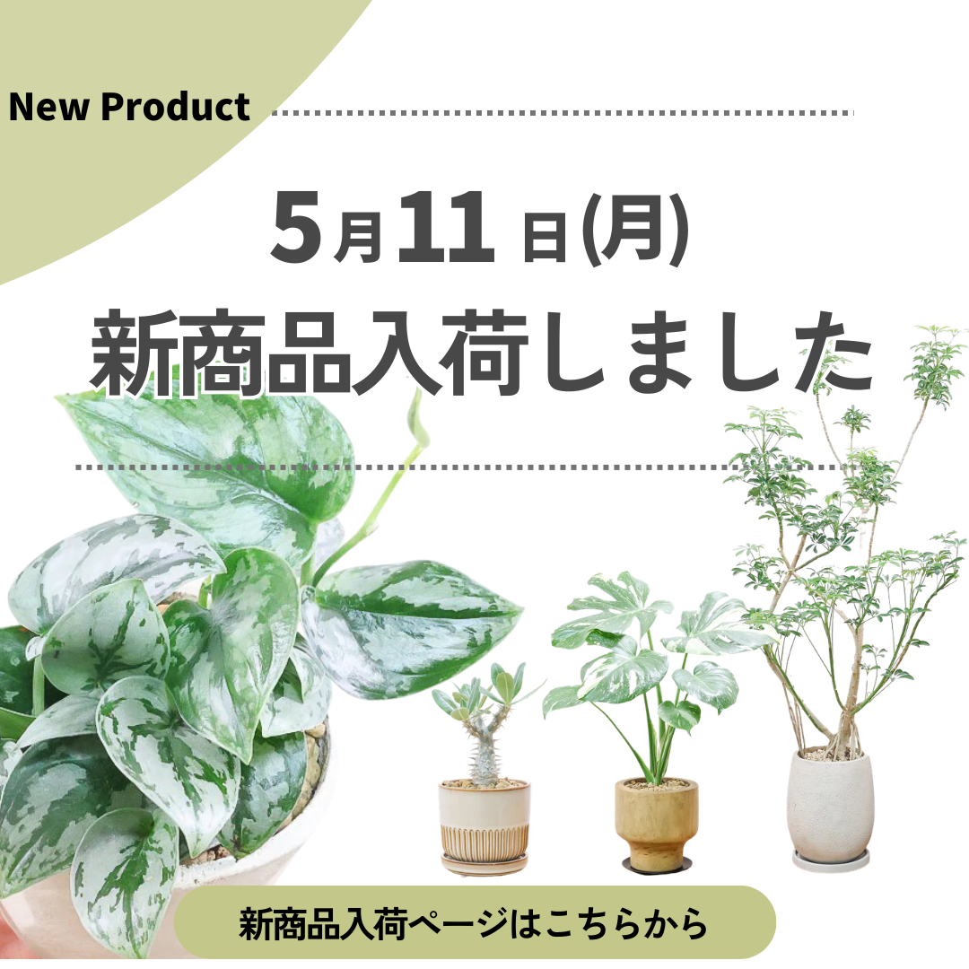 新商品入荷ページの画像