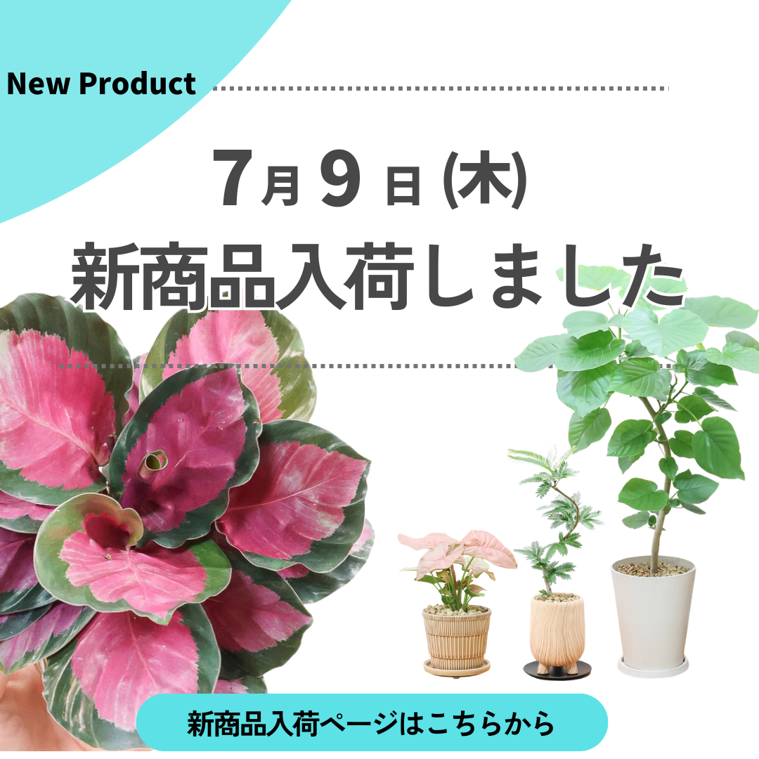 新商品入荷ページの画像