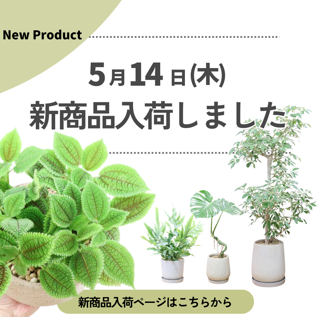 新商品入荷ページの画像