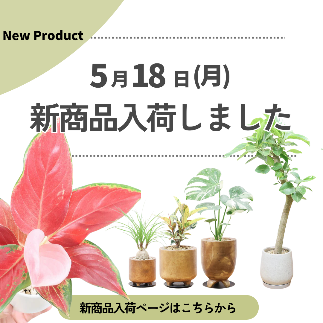 新商品入荷ページの画像